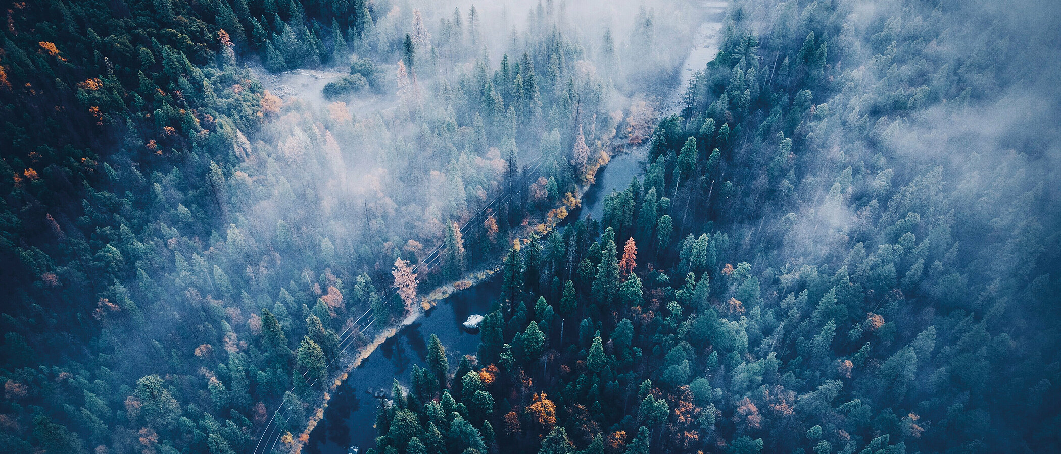 Forest fire from the bird's eye view